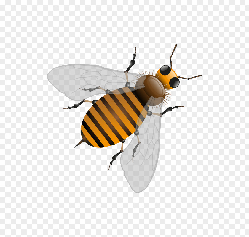 Bee Honey Honeycomb Illustration PNG
