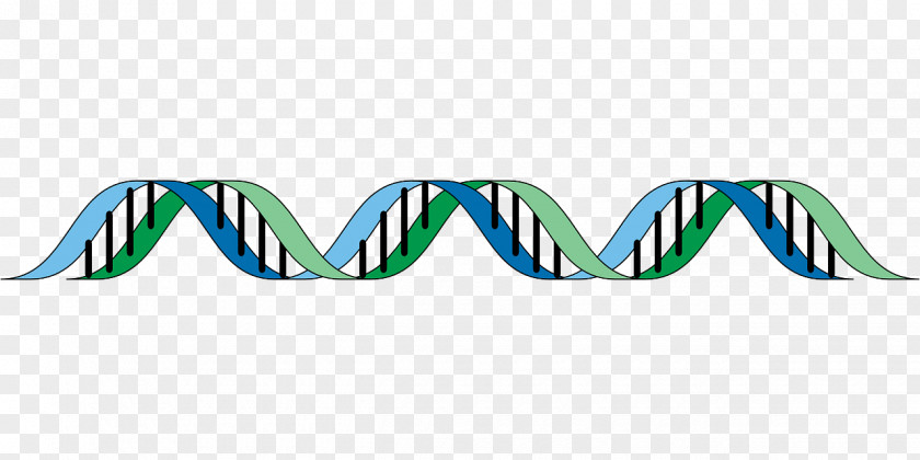 Dna Vector DNA Genetics Cell PNG