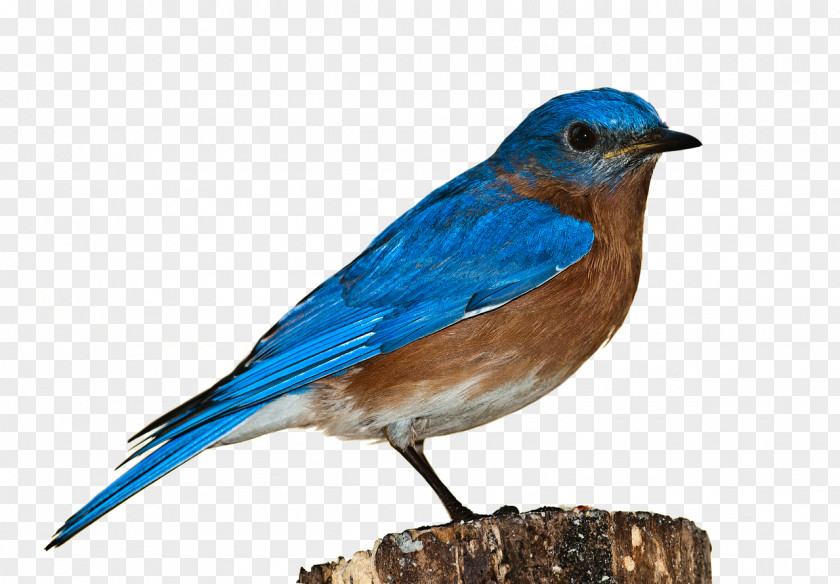 Flock Bluebird PNG