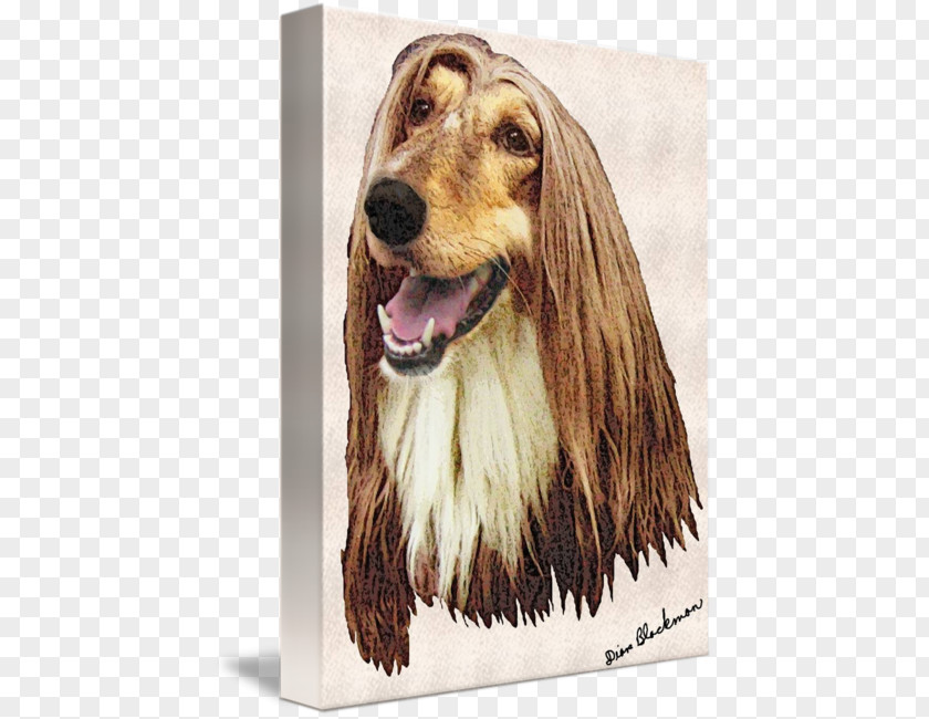 Afghan Hound Dog Breed Spaniel Snout Afghanistan PNG