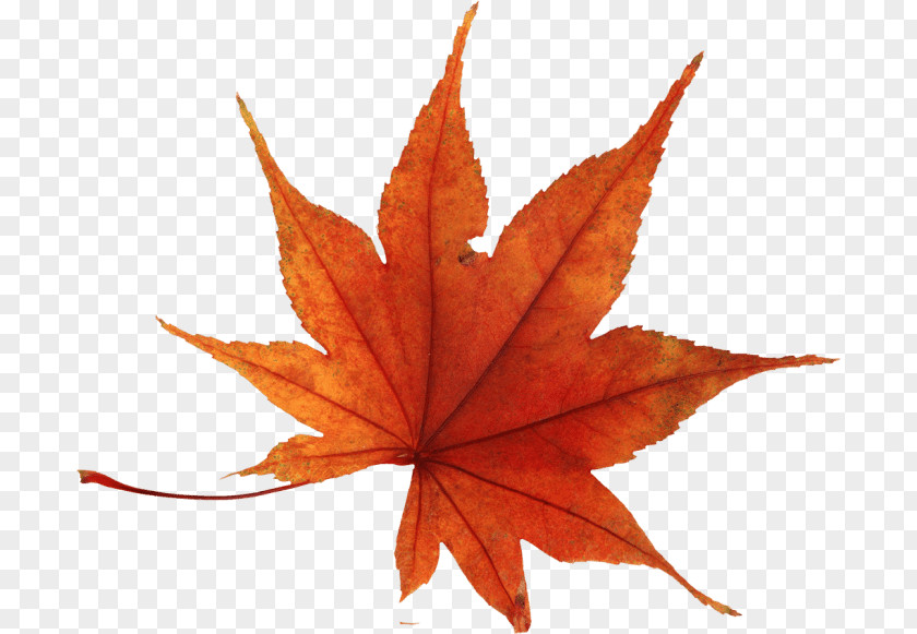 Leaf Autumn Color Clip Art PNG