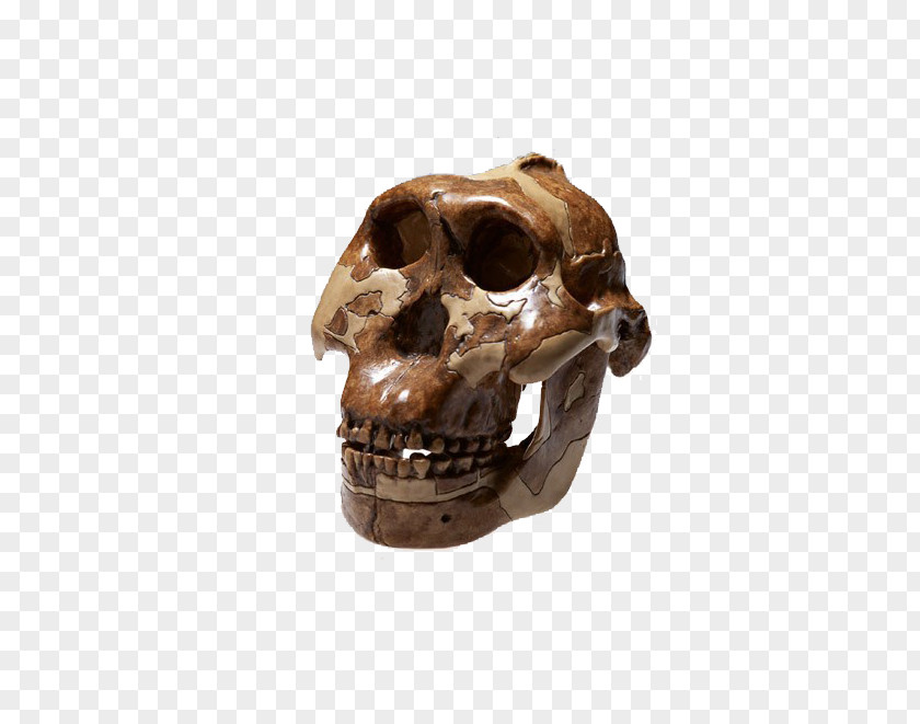 Withered Skeleton Skull Bone Peking Man Homo Sapiens PNG