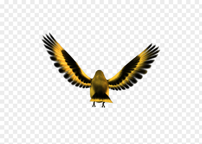 Bird Eagle Atlantic Canary Finches PNG