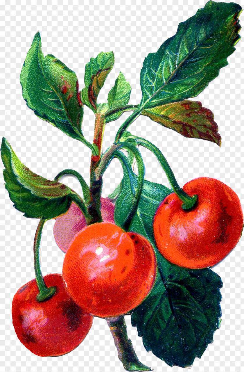 Cherry Barbados Fruit Clip Art PNG