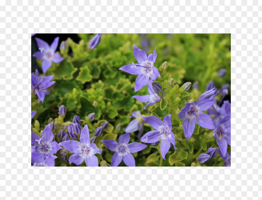 Chinese Herbaceous Peony Campanula Poscharskyana Harebell Perennial Plant PNG