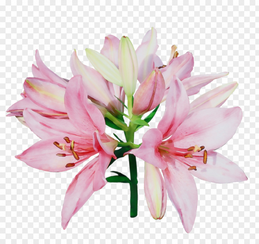 Lily Family Amaryllis Flower Plant Pink Petal PNG