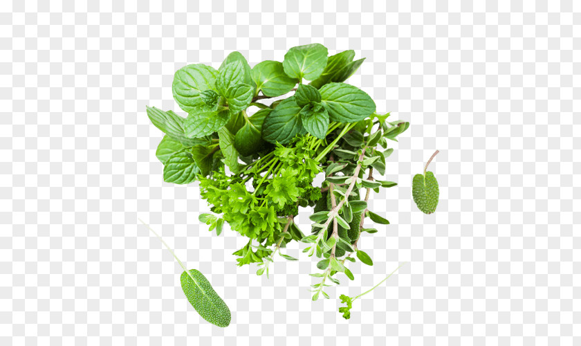 Mint Herb Oregano Parsley Marjoram Spice PNG