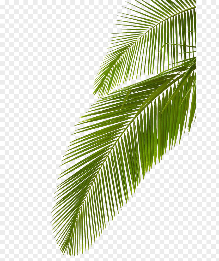 Palm Leaf Arecaceae Stock Photography Branch Royalty-free PNG