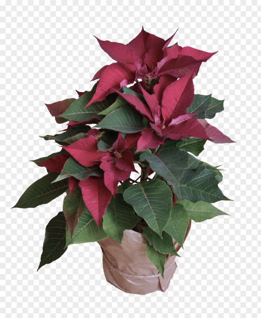 Poinsettia Petal Flower Plant Leaf Flowering Pink PNG