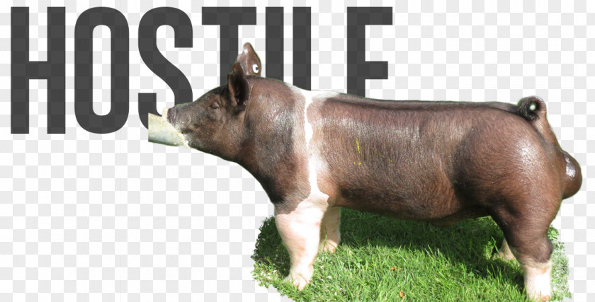 Boar Saying Quotation Things May Come To Those Who Wait, But Only The Left By Hustle. PNG