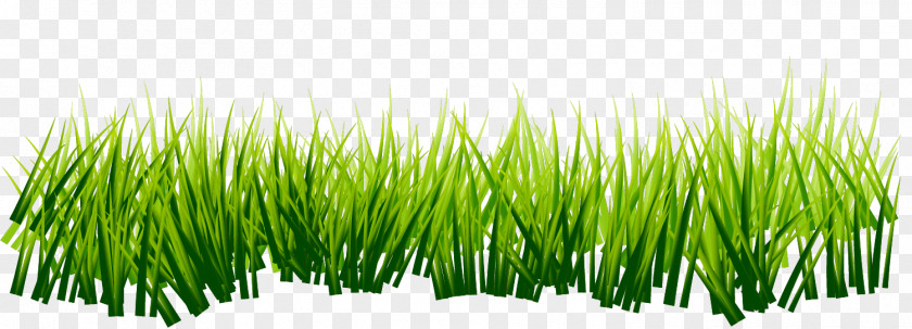 Hand Painted Green Grass RGB Color Model PNG