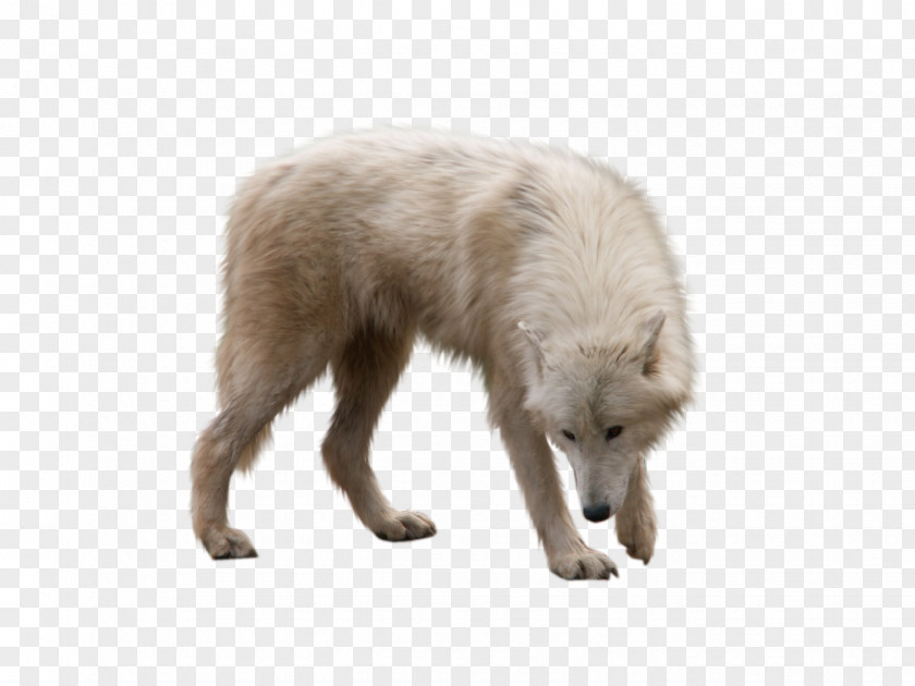 Wolf Arctic Fox PNG