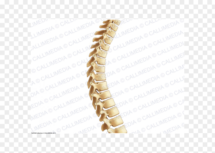 Chinese Bones Vertebral Column Thoracic Vertebrae Lumbar Anatomy PNG