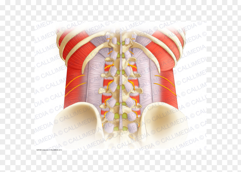 Columna Vertebral Aponeurosis Column Thoracolumbar Fascia Anatomy Lumbar Vertebrae PNG