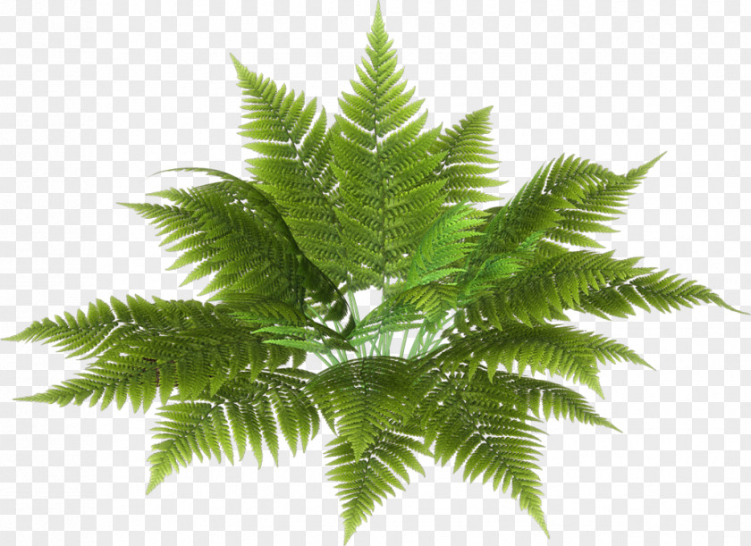 Fairy Tale Leaves Computer File PNG