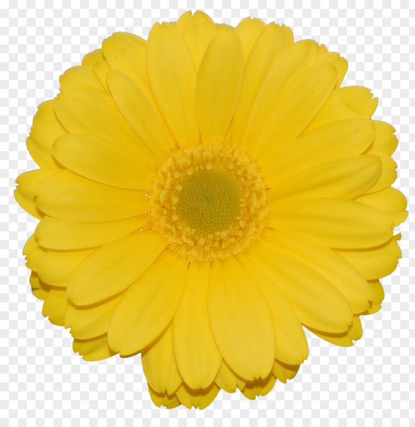 Flower Illustration Yellow Transvaal Daisy Product PNG