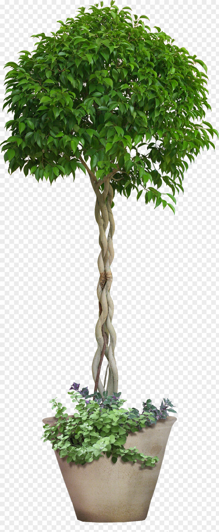 Trees Icon PNG