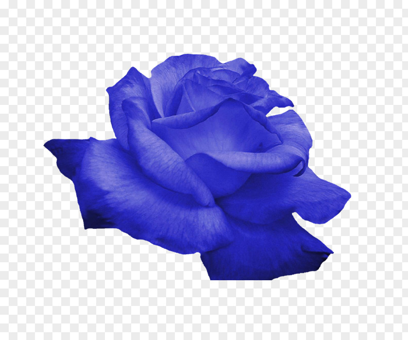 Blue Flowers Flower Rose PNG