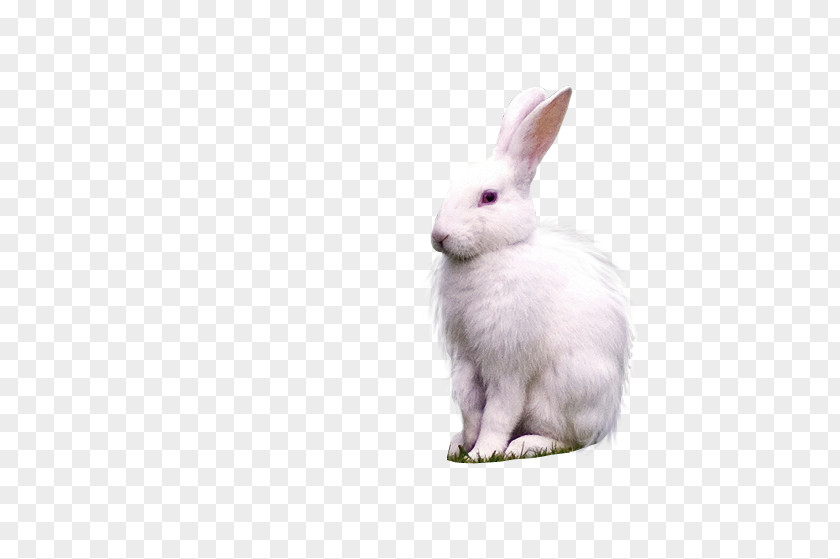 Domestic Rabbit Hare Whiskers PNG