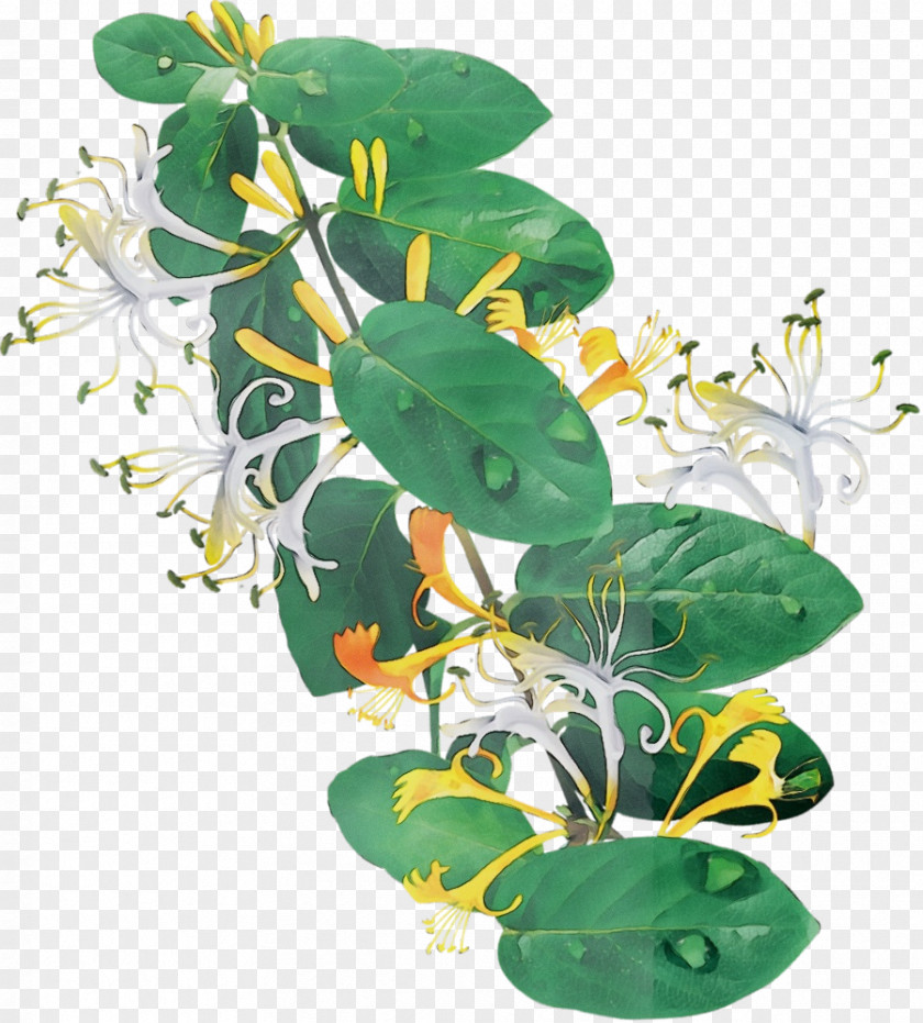 Honeysuckle Family Flower Plant Leaf Japanese Houseplant PNG