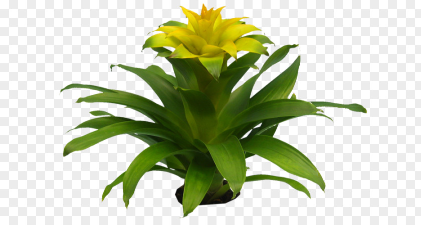 Plant Flowering Asplenium Nidus Bromelia Poinsettia PNG