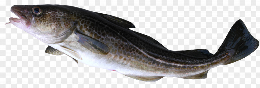 Seafood Fish Atlantic Cod Alaska Pollock Pacific PNG