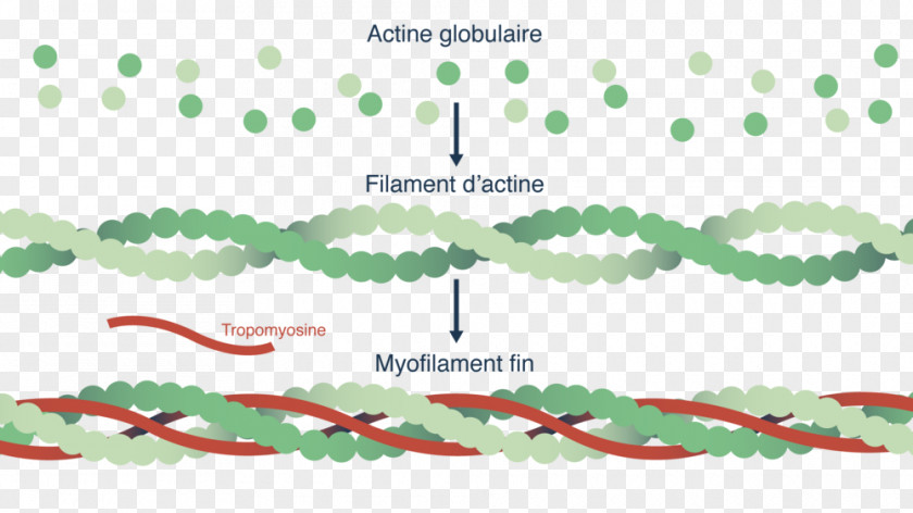 Atp Molecule Representation Myofilament Actin Myosin Cell Muscle Contraction PNG