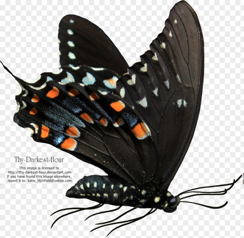 Buterfly Butterfly Net Clip Art PNG
