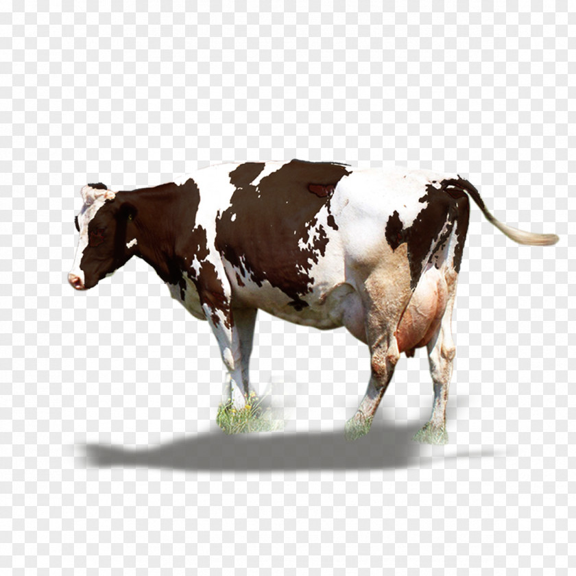 Dairy Cow Cattle Milk Ox PNG