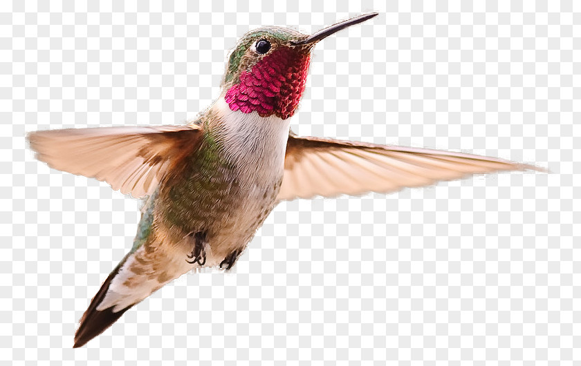 Hummingbird Broad-tailed Clip Art PNG