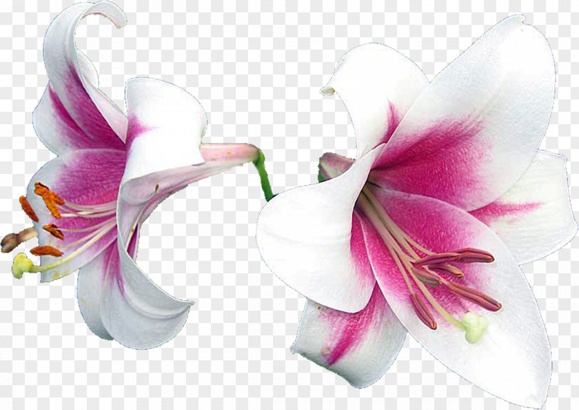 Lily Flowering Plant Daffodil Cut Flowers PNG