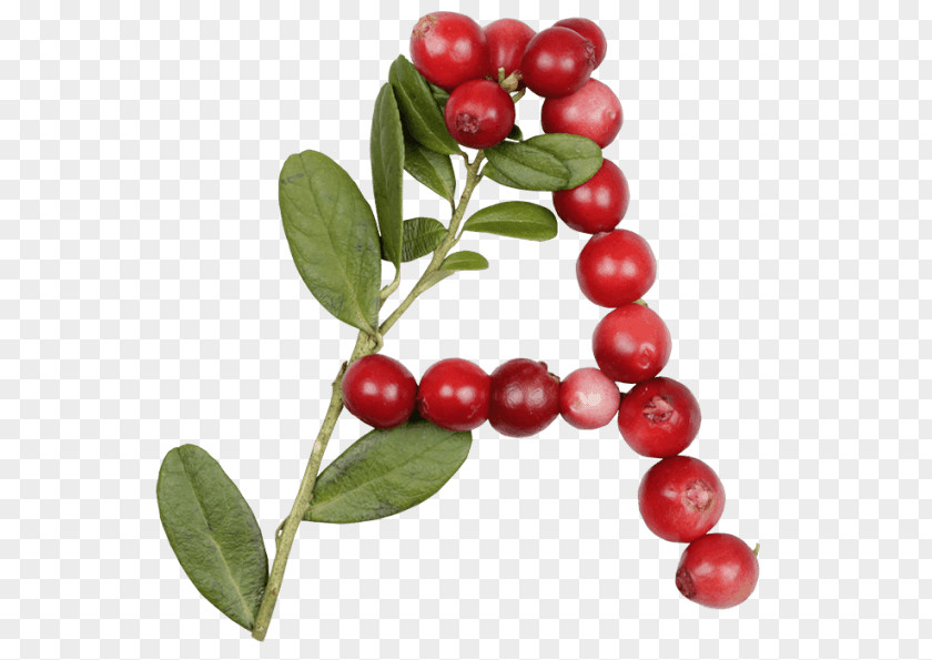 Lingonberry Letter Ericaceae Font PNG