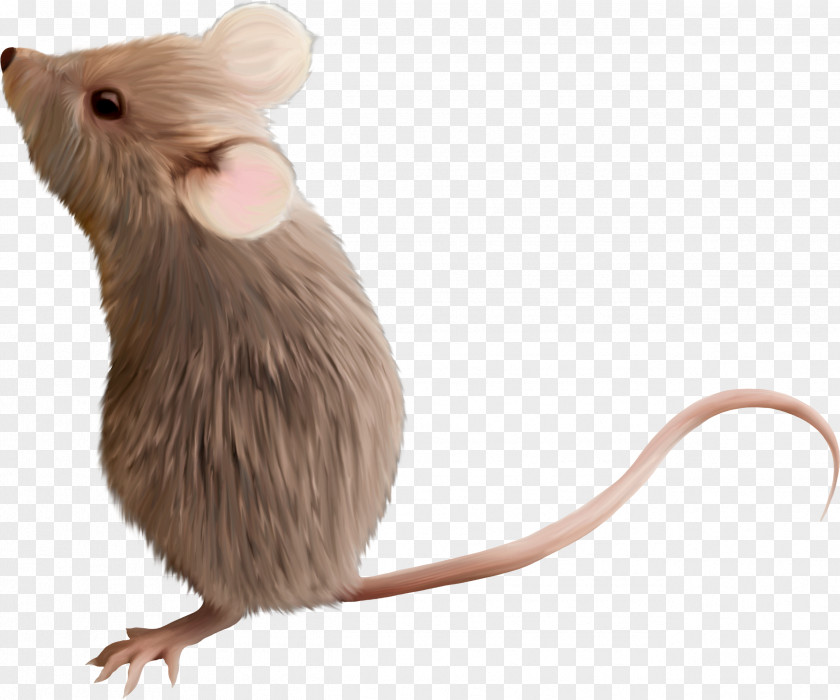 Little Fairy Computer Mouse Gerbil Rodent Clip Art PNG