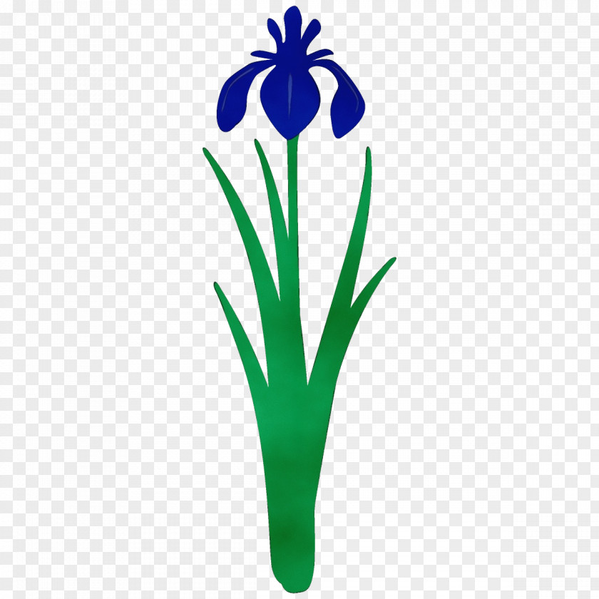 Pedicel Iris Flower Plant Flowering Clip Art Petal PNG