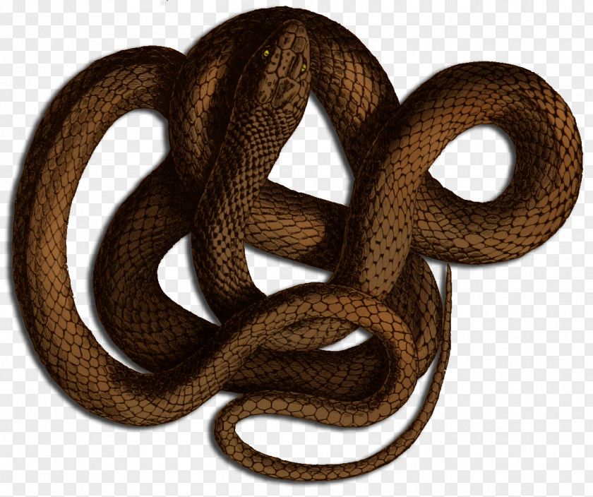Snake Boa Constrictor Kingsnakes Dungeons & Dragons Roll20 PNG