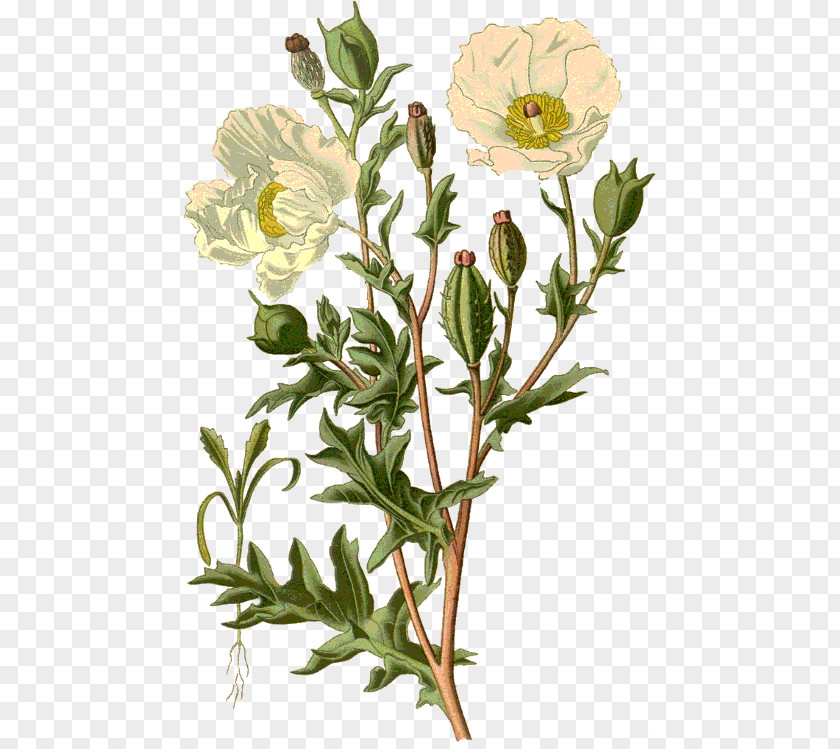 Zs Poppy Diagram Botanical Illustration Flower PNG