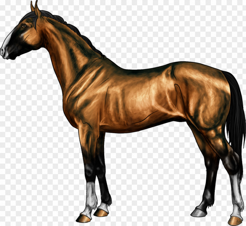 7 Horse Thoroughbred Nez Perce Colt Stallion Blanket PNG