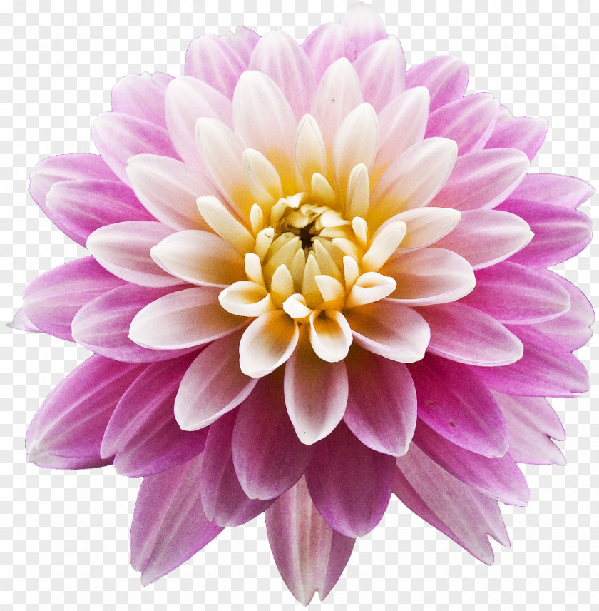 Blue Flower Dahlia Pink Flowers PNG