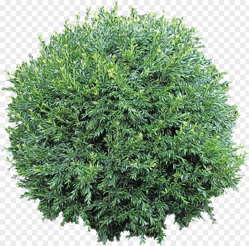 Juniper Subshrub PNG