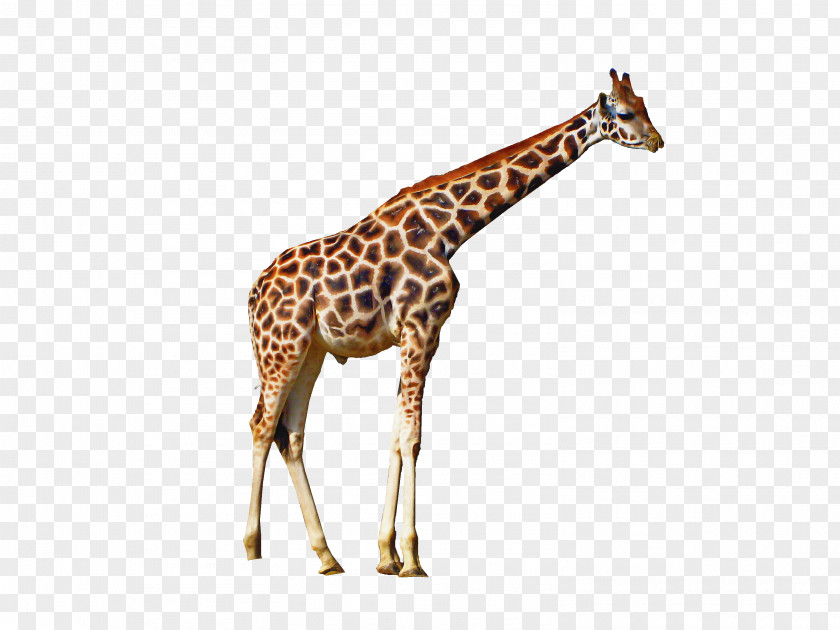 Neck Fawn Animal Cartoon PNG