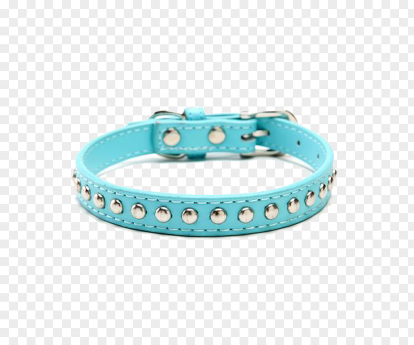 Puppy Chihuahua Turquoise Dog Collar PNG