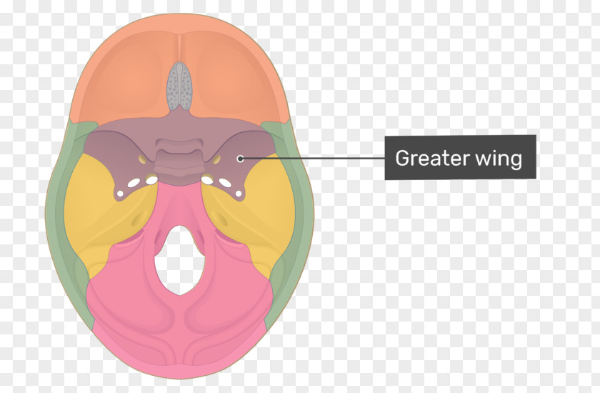 Skull Middle Cranial Fossa Anterior Sella Turcica Infratemporal Sphenoid Bone PNG