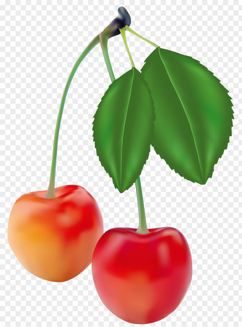 Cherries Clipart Picture Juice Fruit Vegetable Realism Drawing PNG