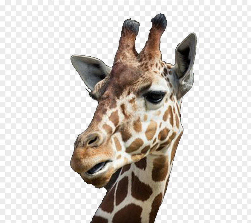 Giraffe's Head IPhone 6 Northern Giraffe Whipsnade Zoo Tall Blondes PNG