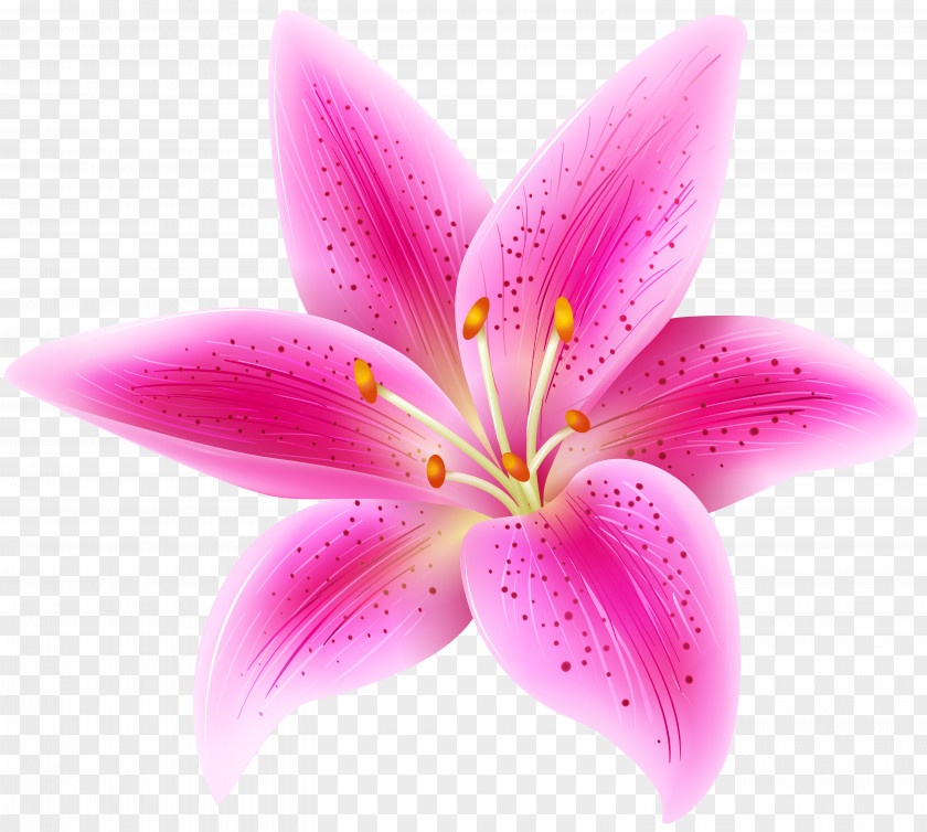 Pink Lily Flower Transparent PNG Clip Art Image Lilium 'Stargazer' PNG