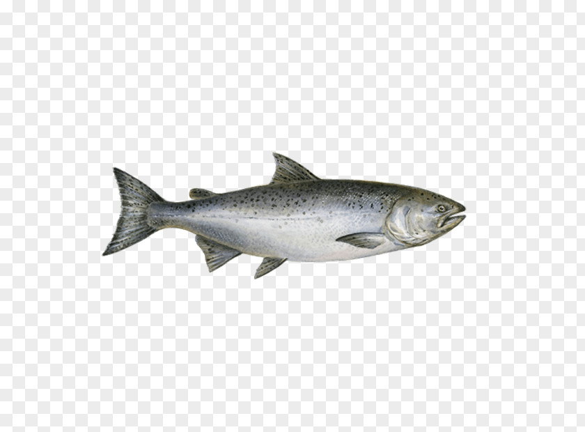 Sushi Chinook Salmon Fish Chum PNG