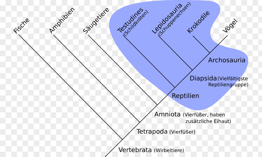 Bird Reptile Vertebrate Paraphyly Holophyly PNG