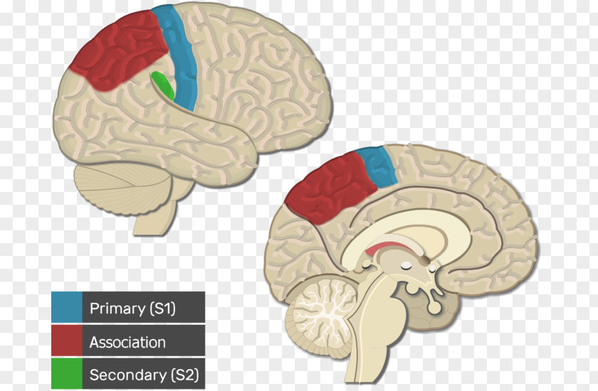 Brain Visual Cortex Cerebral Primary Motor PNG