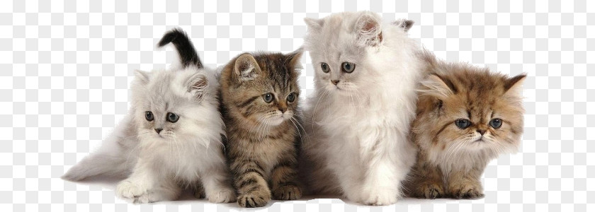 Cat Cattery Dog Kitten Pet PNG