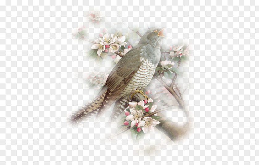 Center .de Spring Bird Clip Art PNG